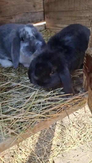 Vând iepurași berbec german - imagine 3