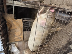 Vand Porc De Casa! 371 kg - imagine 3