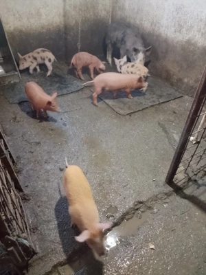 purcei de 6 săptămîni