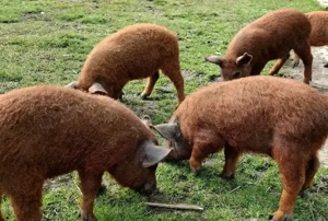 Purcei Mangalița Autentic  - imagine 2