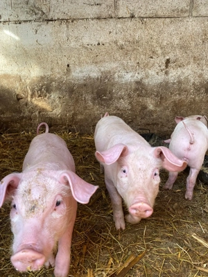 Purcei de vanzare  - imagine 3