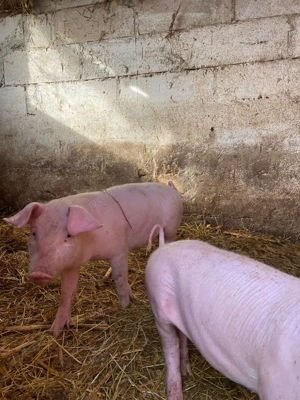 Purcei de vanzare  - imagine 2