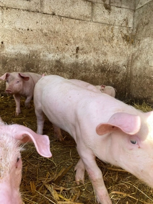 Purcei de vanzare  - imagine 5