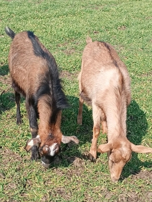 Vând capre anul 2 - imagine 2