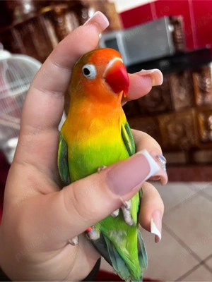 amorez de vanzare  - imagine 5