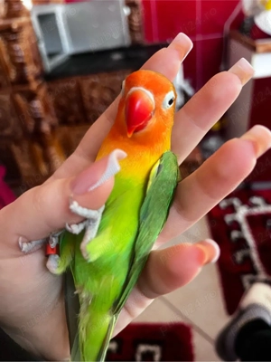 amorez de vanzare  - imagine 4