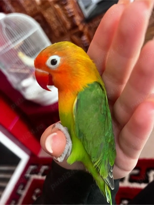 amorez de vanzare  - imagine 2