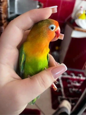 amorez de vanzare  - imagine 3