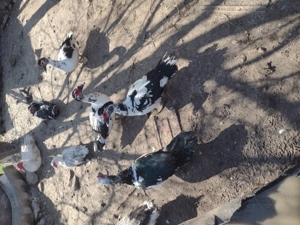 Rățoi leșește de vânzare  - imagine 3