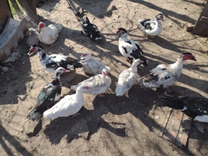 Rățoi leșește de vânzare  - imagine 2