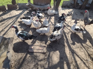 Rățoi leșește de vânzare 