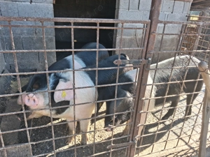 Porci bazna de vânzare  - imagine 2