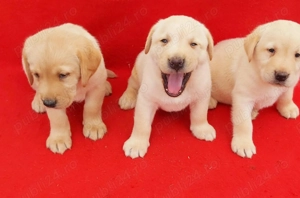 Pui Labrador Retriever - imagine 2