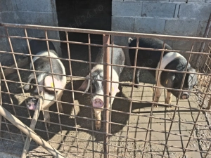 Porci bazna de vânzare  - imagine 3