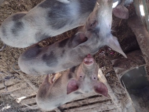 Purcei de carne  - imagine 2