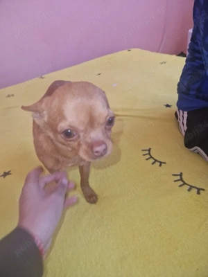 chihuahua băiat foarte cuminte - imagine 3