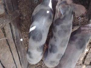 Purcei de carne  - imagine 3