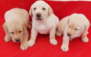 Pui Labrador Retriever