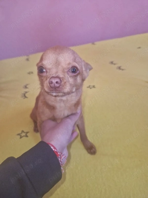 chihuahua băiat foarte cuminte - imagine 2