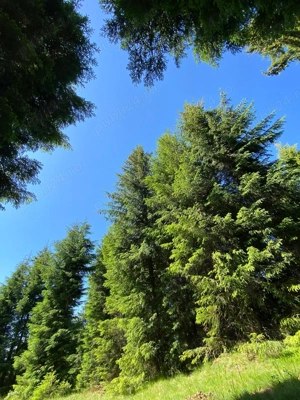  Fugi de oraș! Teren 3300 mp în Beliș   loc perfect pentru cabană - imagine 3