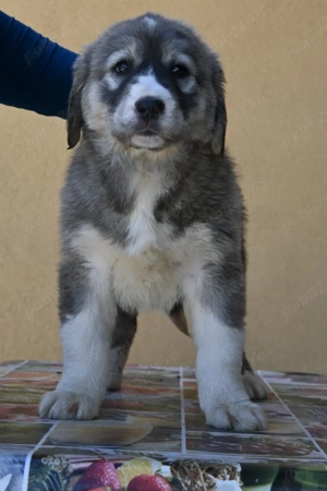 Ciobanesc de Asia Centrala 