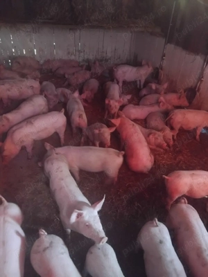 purcei si porci mari rasă de carne - imagine 2