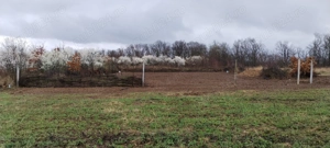 Vând teren intravilan în Paleu 