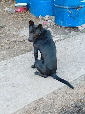 Vând Câine  - imagine 2