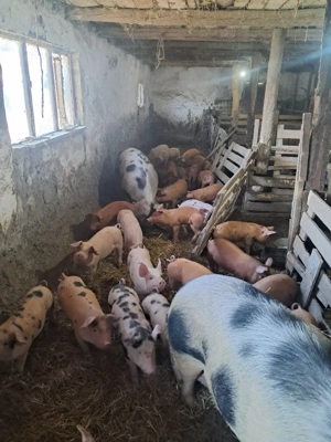 vând purcei  - imagine 2