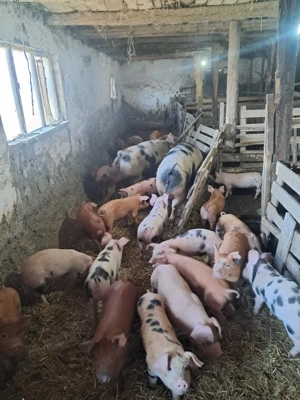 vând purcei  - imagine 3