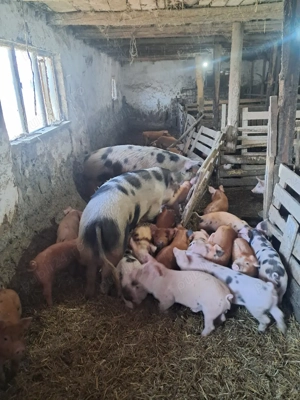 vând purcei  - imagine 4