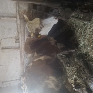 Vând  vaca   de 5 ani, fatata de 2 săptămâni ,vitea albastru  belgian.  - imagine 5