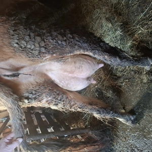 Vând  vaca   de 5 ani, fatata de 2 săptămâni ,vitea albastru  belgian.  - imagine 3