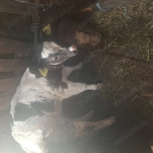 Vând  vaca   de 5 ani, fatata de 2 săptămâni ,vitea albastru  belgian.  - imagine 4