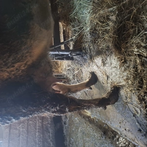 Vând  vaca   de 5 ani, fatata de 2 săptămâni ,vitea albastru  belgian.  - imagine 2