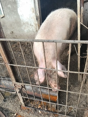 porc mare  - imagine 2