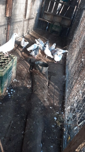 Vând 30 porumbei voiajori  - imagine 3