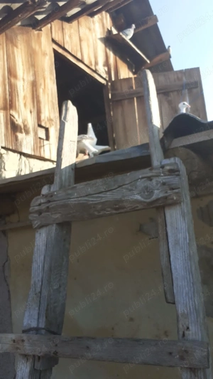 Vând 30 porumbei voiajori  - imagine 4