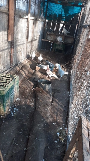 Vând 30 porumbei voiajori  - imagine 2