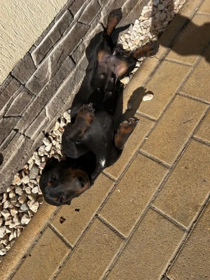 Catea Tekel - imagine 4