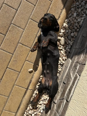 Catea Tekel - imagine 3