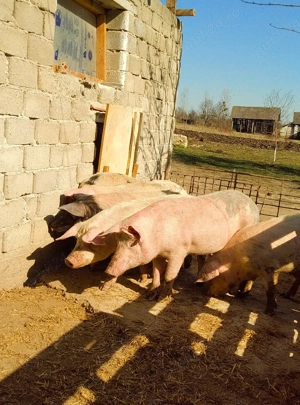 soldani rasa de carne 