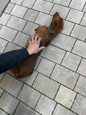 Teckel mascul - imagine 3