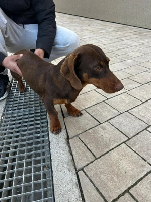 Teckel mascul - imagine 2