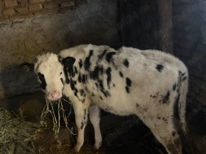 Vițea rasă holstein  - imagine 3