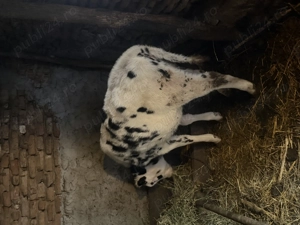 Vițea rasă holstein  - imagine 2