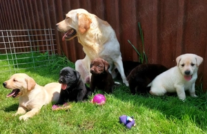 Pui Labrador Retriever - imagine 2