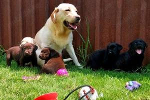 Pui Labrador Retriever - imagine 3