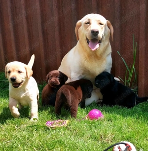 Pui Labrador Retriever - imagine 4