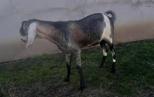 Tapisor Anglo Nubian 